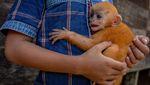 Menjaga Hutan dan Sumber Pangan ala Suku Dayak Pitap