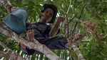 Menjaga Hutan dan Sumber Pangan ala Suku Dayak Pitap