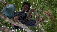 Di samping bercocok tanam, masyarakat setempat juga mencari hasil hutan seperti kemiri, karet, pinang, damar, rotan, madu, maupun gaharu.