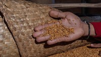 Mereka sejak dahulu tetap mematuhi pesan leluhur untuk tidak memperjualbelikan bibit padi maupun gabah hasil panen tersebut karena hal itu dipercaya bakal mendatangkan petaka kepada mereka sendiri maupun pihak yang membelinya. Jika ada yang membutuhkan, mereka akan saling berbagi dengan sejumlah syarat ritual adat.