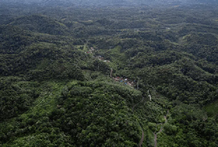 Menjaga Hutan dan Sumber Pangan ala Suku Dayak Pitap