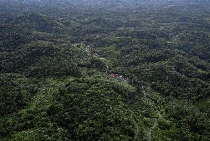 Menjaga Hutan dan Sumber Pangan ala Suku Dayak Pitap