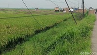 Meski terlihat dari sisi jalan, proyek ini tidak berada tepat di sisi akses utama desa itu. Sebab proyek ini terletak beberapa meter masuk menuju area persawahan. Di sana terlihat ada cukup banyak alat berat seperti ekskavator dan beberapa truk angkut.