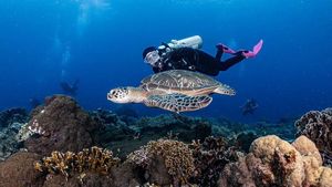 Foto: Adu Gaya Artis Indonesia Saat Diving, Mana Favoritmu?