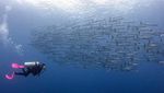 Epik Banget Foto Prilly Latuconsina Diving di Gorontalo