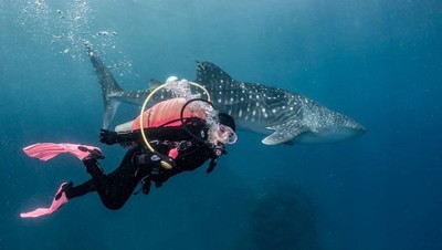 Epik Banget Foto Prilly Latuconsina Diving di Gorontalo