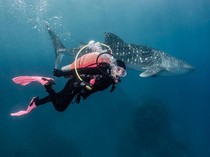 Hiu Paus yang Viral dari Gorontalo Menghilang, Gegara Diteror Orca