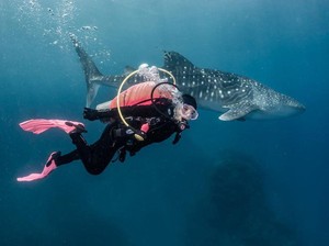 Hiu Paus yang Viral dari Gorontalo Menghilang, Gegara Diteror Orca