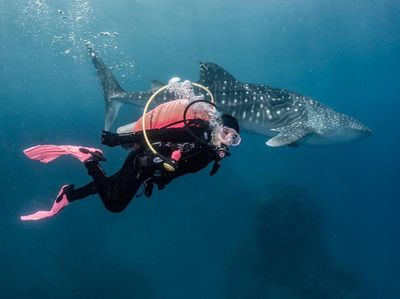 Epik Banget Foto Prilly Latuconsina Diving di Gorontalo