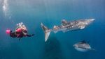 Epik Banget Foto Prilly Latuconsina Diving di Gorontalo