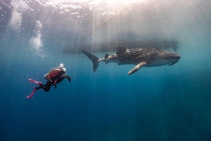 Prilly Latuconsina diving di Gorontalo Prilly Latuconsina diving di Gorontalo