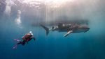 Epik Banget Foto Prilly Latuconsina Diving di Gorontalo