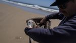 Puluhan Burung Pelikan Kelaparan dan Sakit Ditemukan di Pantai California