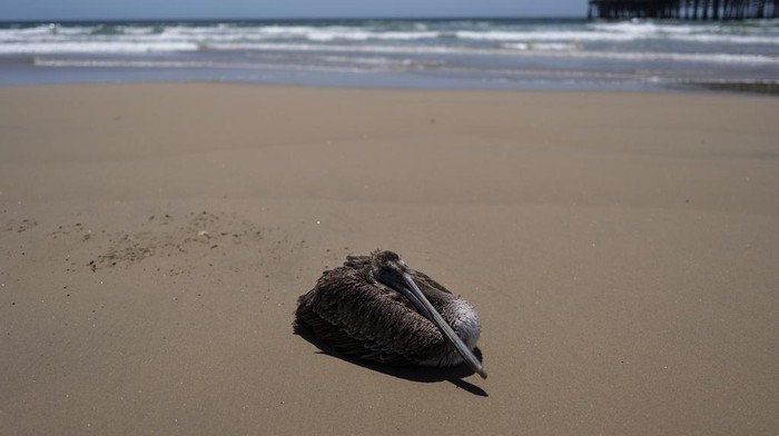 Sick pelicans sit on a storage shed on the Newport Beach pier in Newport Beach, Calif., Tuesday, May 7, 2024. (AP Photo/Jae C. Hong)