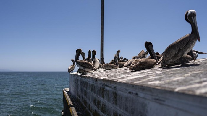 Sick pelicans sit on a storage shed on the Newport Beach pier in Newport Beach, Calif., Tuesday, May 7, 2024. (AP Photo/Jae C. Hong)