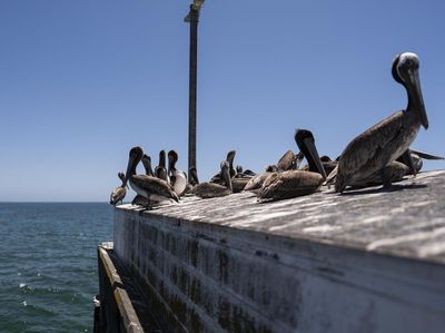 Puluhan Burung Pelikan Kelaparan dan Sakit Ditemukan di Pantai California