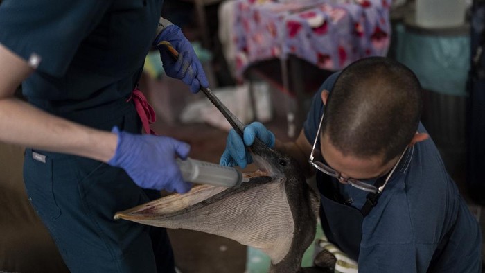 Sick pelicans sit on a storage shed on the Newport Beach pier in Newport Beach, Calif., Tuesday, May 7, 2024. (AP Photo/Jae C. Hong)