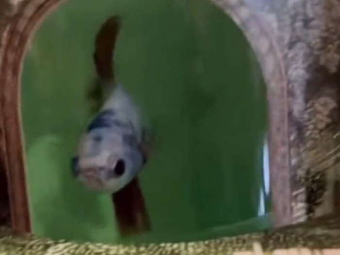Souvenir pernikahan berupa ikan cupang mendadak viral di TikTok