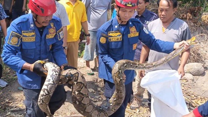 Tim Damkar, BPBD Klaten, relawan dan warga evakuasi ular piton di Desa Joho, Prambanan.