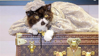 Viral Jadi Kontroversi, Ulang Tahun Kucing Sultan, Hadiahnya Louis Vuitton