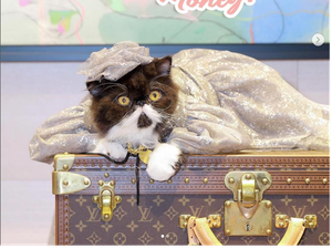 Viral Jadi Kontroversi, Ulang Tahun Kucing Sultan, Hadiahnya Louis Vuitton