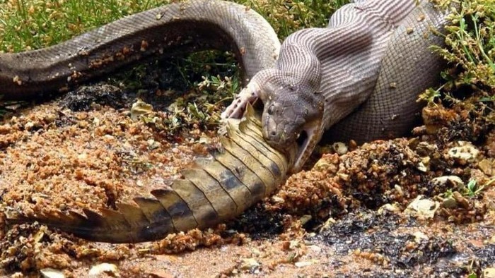 ular makan buaya