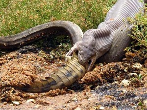 Foto-foto Ngeri Ular Piton Telan Buaya Utuh