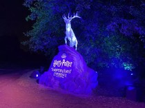Seru-seruan Berkunjung ke Hutan Terlarang Harry Potter di Singapura