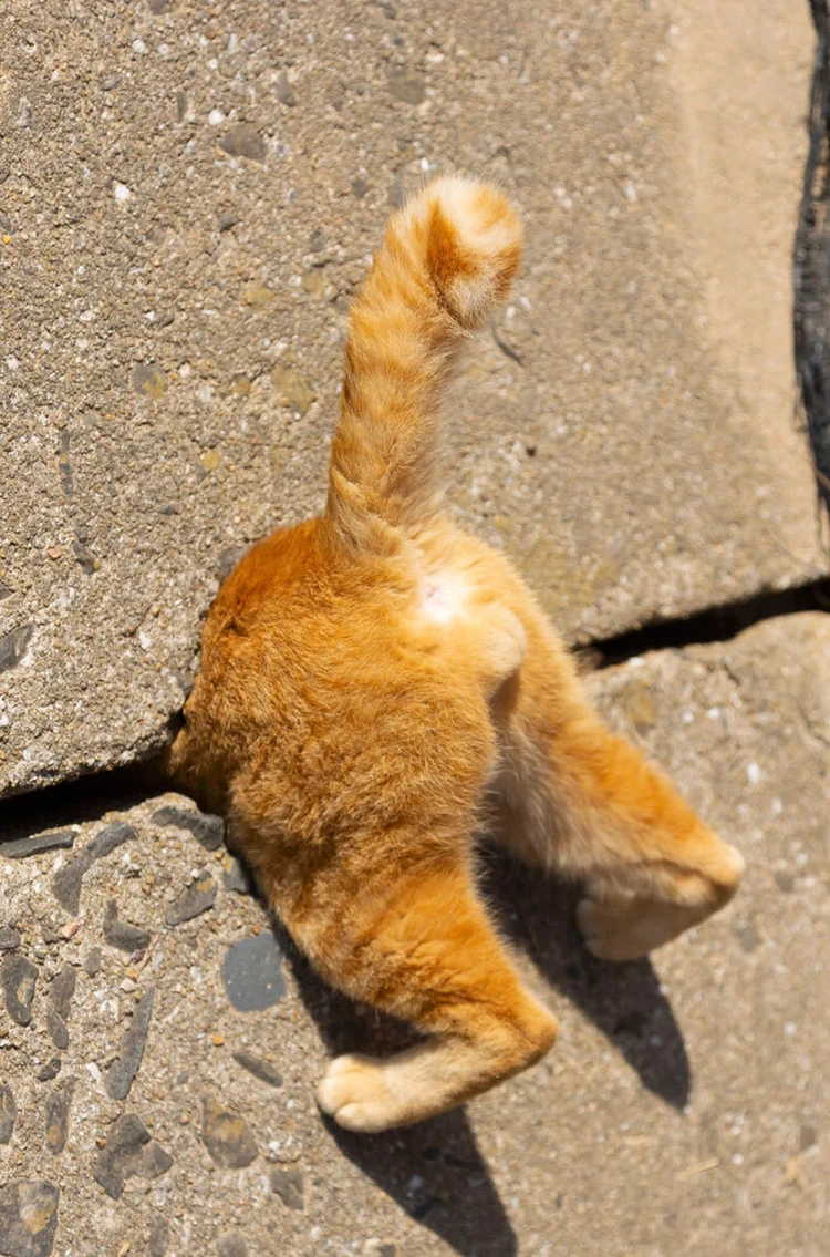 Comedy Pets Photo Awards 2024