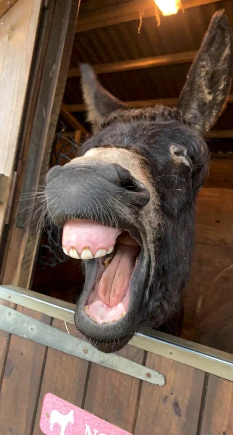 Comedy Pets Photo Awards 2024