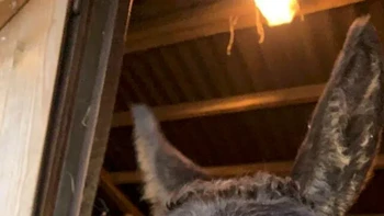 Keledai Lelah oleh Charlotte Kitchen Foto: Comedy Pets Photo Awards