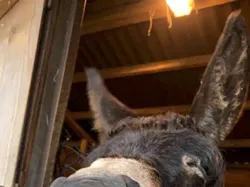 Finalis Comedy Pet Photo Bikin Gemes dan Ngakak