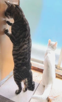 Comedy Pets Photo Awards 2024