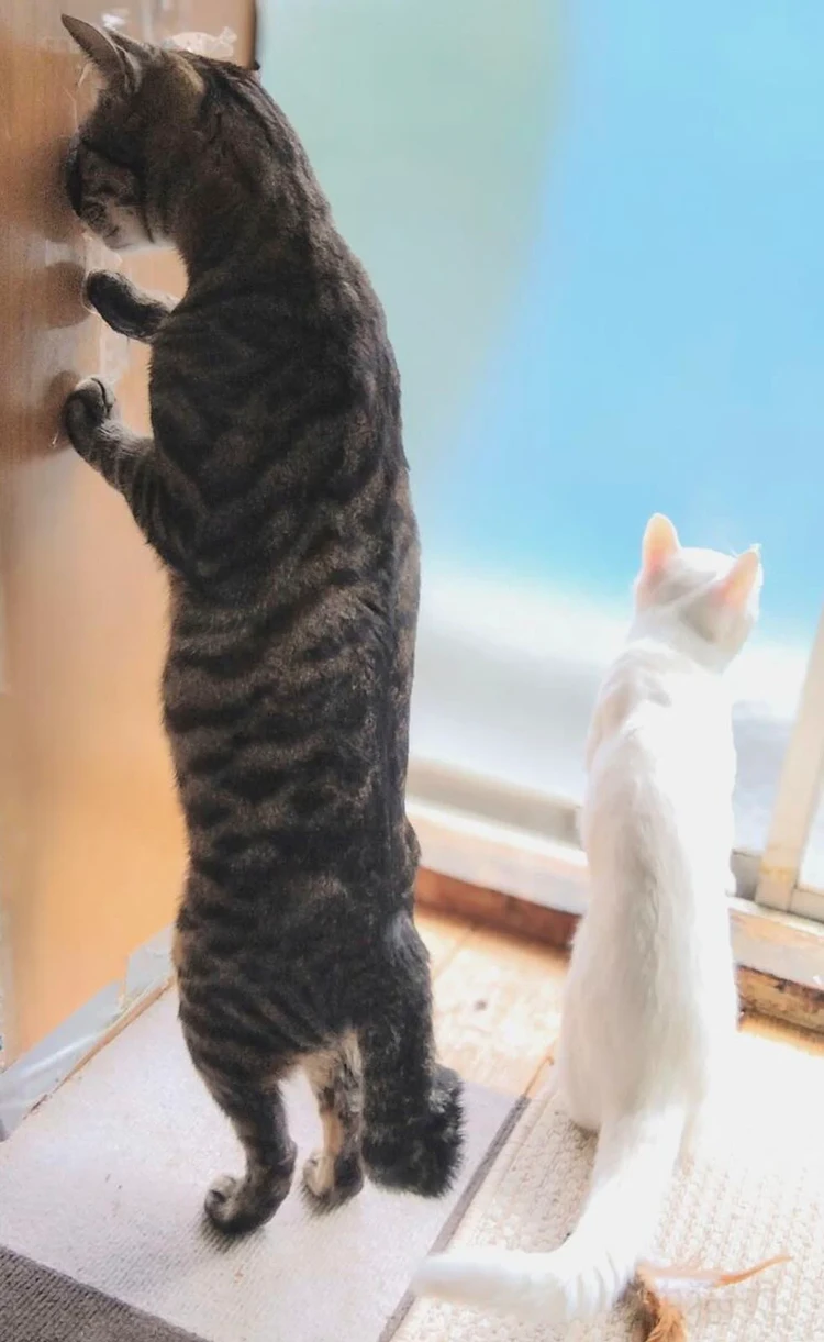 Comedy Pets Photo Awards 2024