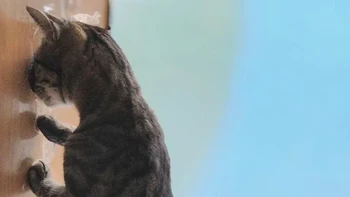 Kamu Tetap Berjaga-jaga oleh Yasudu Aburanekomaru Foto: Comedy Pets Photo Awards