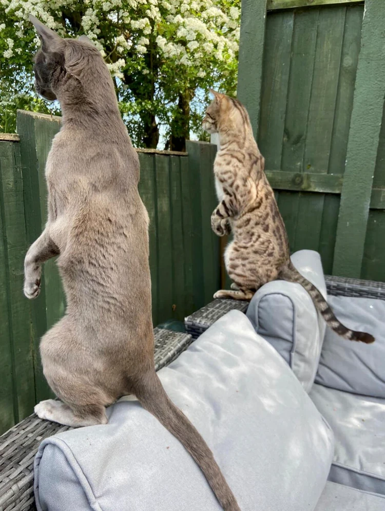 Comedy Pets Photo Awards 2024