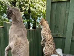 Finalis Comedy Pet Photo Bikin Gemes dan Ngakak