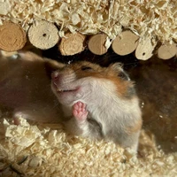 Comedy Pets Photo Awards 2024