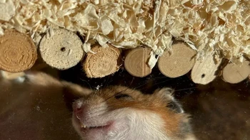 Kekasih Matahari oleh Alina Vogel Foto: Comedy Pets Photo Awards