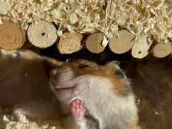 Finalis Comedy Pet Photo Bikin Gemes dan Ngakak