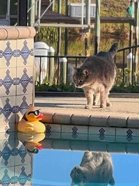 Comedy Pets Photo Awards 2024