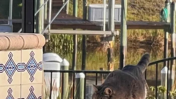 Teman Kolam Renang oleh Diann C. Johnson Foto: Comedy Pets Photo Awards