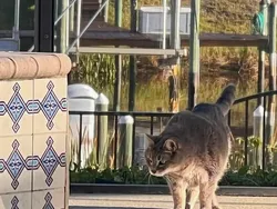 Finalis Comedy Pet Photo Bikin Gemes dan Ngakak