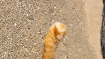 Kucing Dalam Perangkap. Seperti Super Mario, karya Kenichi Morinaga Foto: Comedy Pets Photo Awards