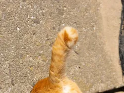 Finalis Comedy Pet Photo Bikin Gemes dan Ngakak