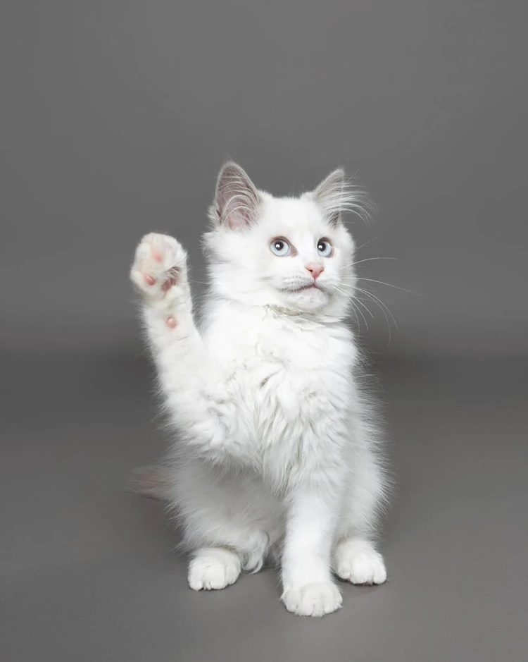 Comedy Pets Photo Awards 2024