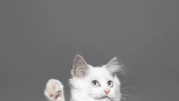 Um Permisi karya Chantal Sammons Foto: Comedy Pets Photo Awards