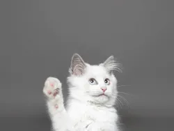 Finalis Comedy Pet Photo Bikin Gemes dan Ngakak