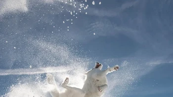 Semua Orang Bertarung Kung Fu oleh Sylvia Michel Foto: Comedy Pets Photo Awards