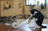 Comedy Pets Photo Awards 2024